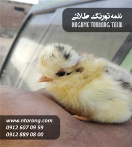 فروش جوجه یک روزه کاکلی